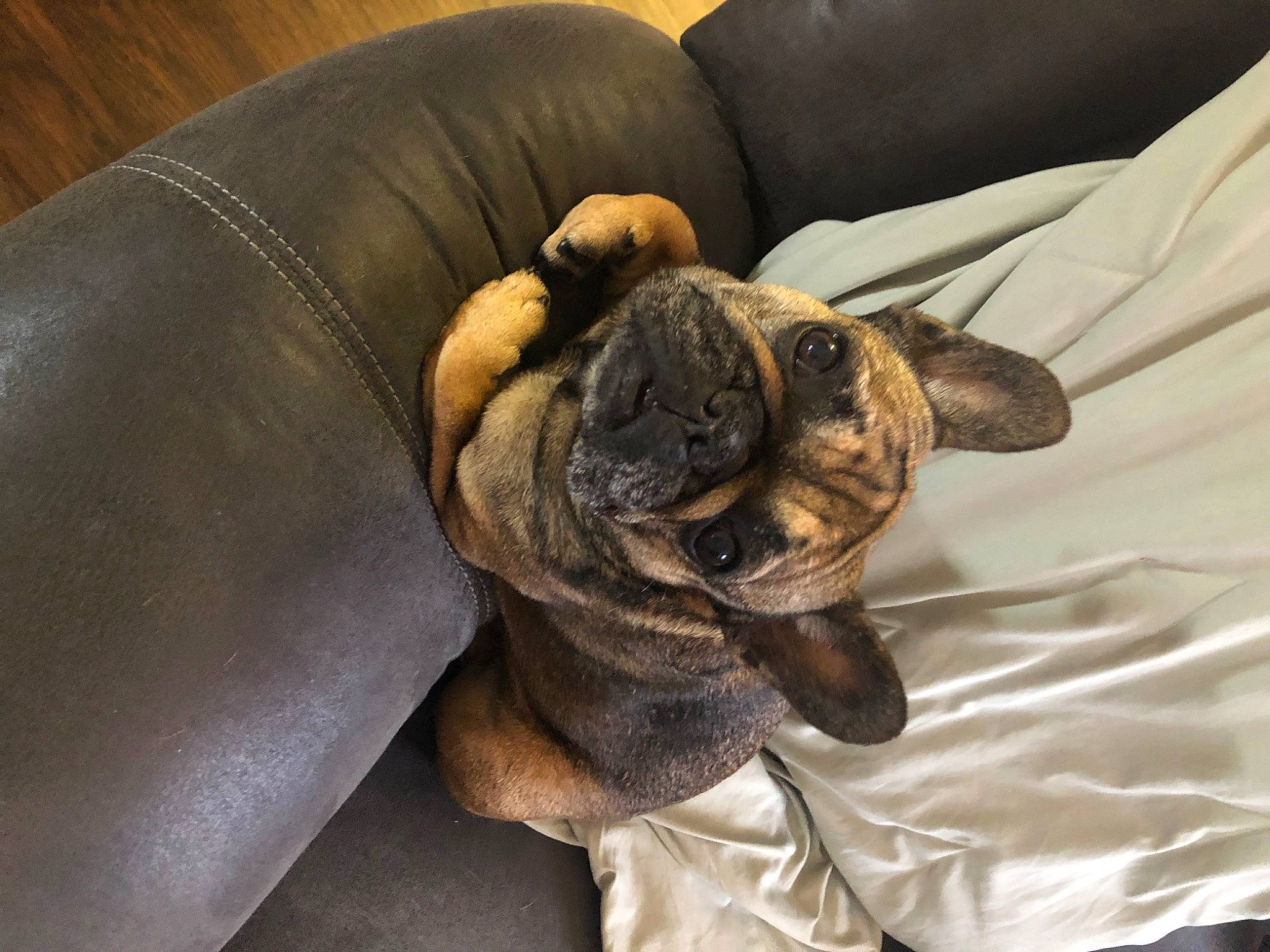 Hazel Grace joined the competition — help win amazing prizes! canidae, carnivore, comfort, companion_dog, couch, dog, dog_breed, ear, fawn, fur, liver, pug, puppy_love, snout, sporting_group, toy_dog, vertebrate, whiskers, working_animal, wrinkle