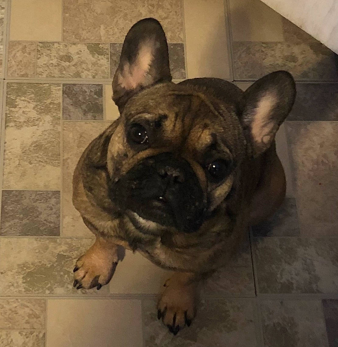 Hazel Grace joined the competition — help win amazing prizes! art, bulldog, canidae, carnivore, companion_dog, dog, dog_breed, ear, eye, fawn, floor, flooring, french_bulldog, snout, sporting_group, toy_dog, visual_arts, whiskers, working_animal, wrinkle