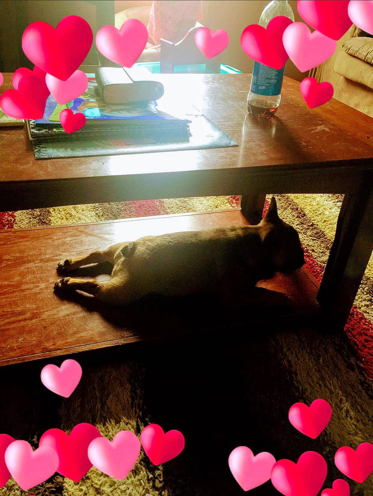 Hazel Grace joined the competition — help win amazing prizes! balloon, black, fawn, floor, flooring, interior_design, light, lighting, line, magenta, material_property, morning, photograph, pink, rectangle, red, textile, tints_and_shades, white, wood