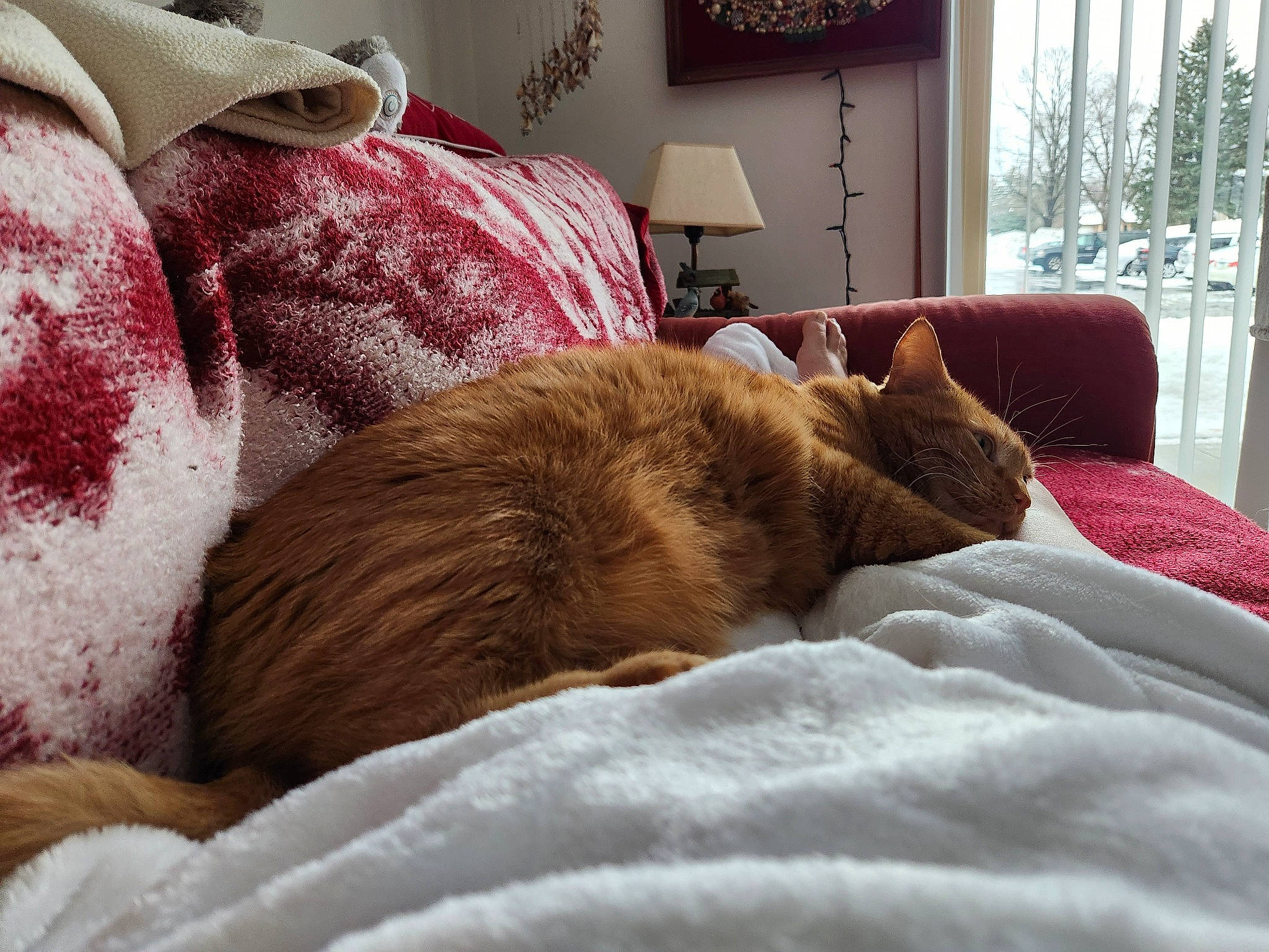 Spirit is registered to the contest to win money with this photo: bedding, carnivore, comfort, companion_dog, dog, dog_breed, fawn, felidae, flooring, fur, hardwood, linens, liver, living_room, room, small_to_medium_sized_cats, sporting_group, textile, window, wood