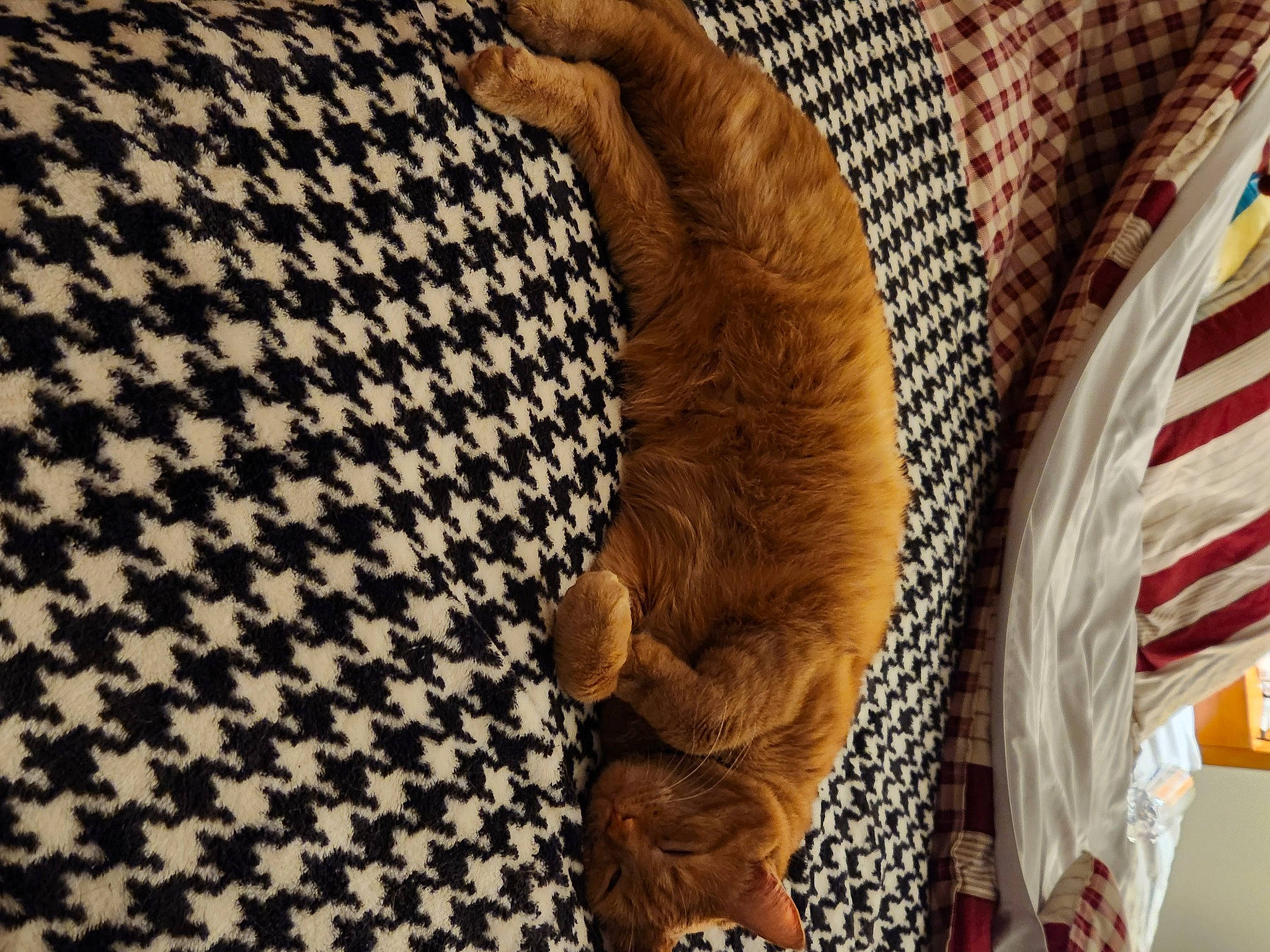 Spirit joined the competition — help win amazing prizes! bag, carnivore, carpet, cat, comfort, domestic_short_haired_cat, felidae, flag, flooring, fur, linens, pattern, sleeve, small_to_medium_sized_cats, tail, tartan, textile, whiskers, wood, wool