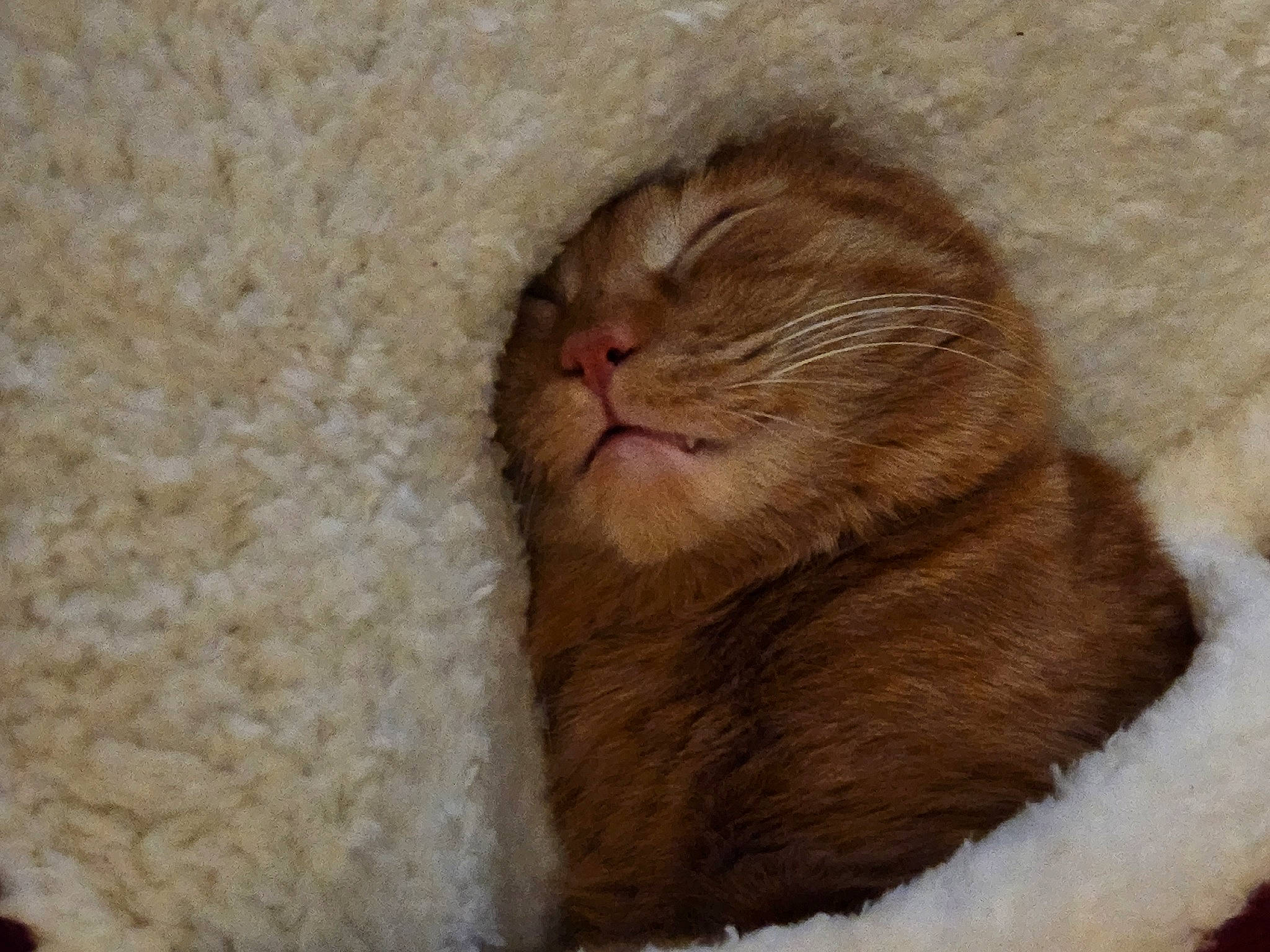 Spirit is registered to the contest to win money with this photo: beige, carnivore, cat, cat_supply, comfort, domestic_short_haired_cat, fawn, felidae, fur, liver, nap, rodent, sleep, small_to_medium_sized_cats, snout, tail, terrestrial_animal, whiskers, wool, wrinkle