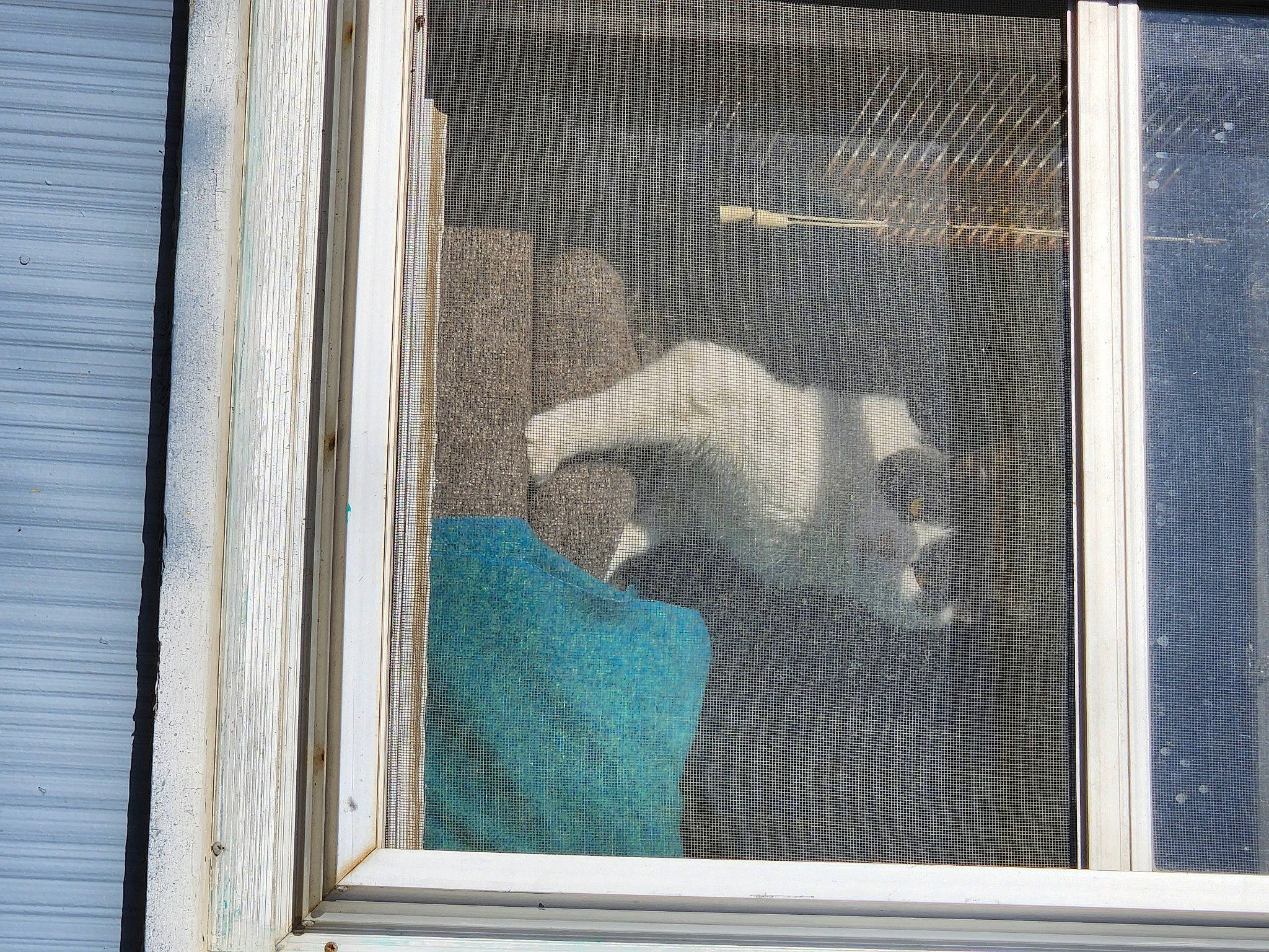 Gabby joined the competition — help win amazing prizes! art, cage, facade, fixture, glass, mammal, mesh, metal, rectangle, reflection, sash_window, textile, tints_and_shades, transparent_material, vertebrate, visual_arts, window, window_covering, window_treatment, wood