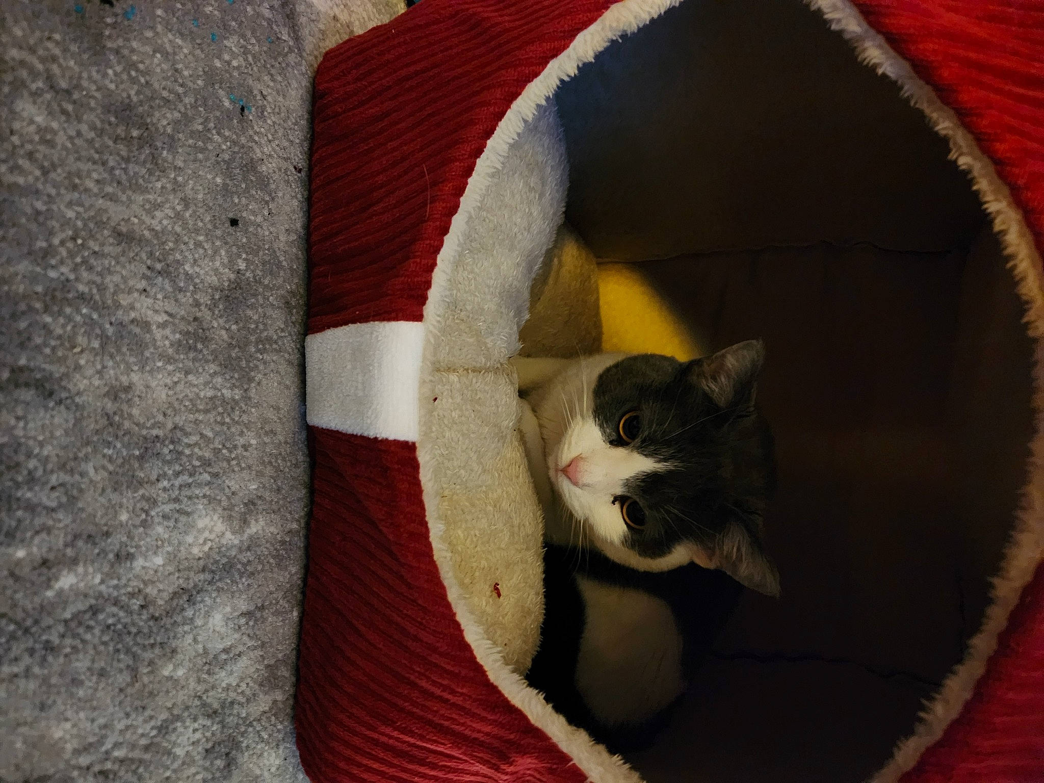 Gabby is registered to the contest to win money with this photo: bag, carmine, carnivore, cat, cat_bed, cat_supply, circle, comfort, domestic_short_haired_cat, fawn, felidae, fur, grey, linens, pet_supply, small_to_medium_sized_cats, snout, tail, whiskers, wood