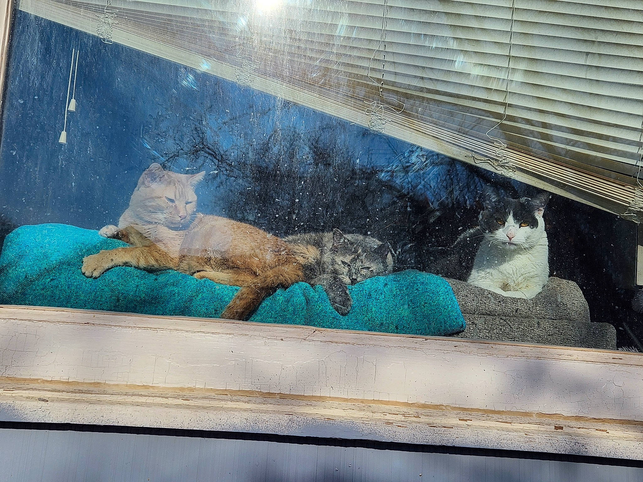 Gabby joined the competition — help win amazing prizes! art, automotive_exterior, electric_blue, facade, felidae, glass, iguania, mesh, metal, pattern, rectangle, reptile, small_to_medium_sized_cats, tail, terrestrial_animal, textile, tints_and_shades, visual_arts, window, wood