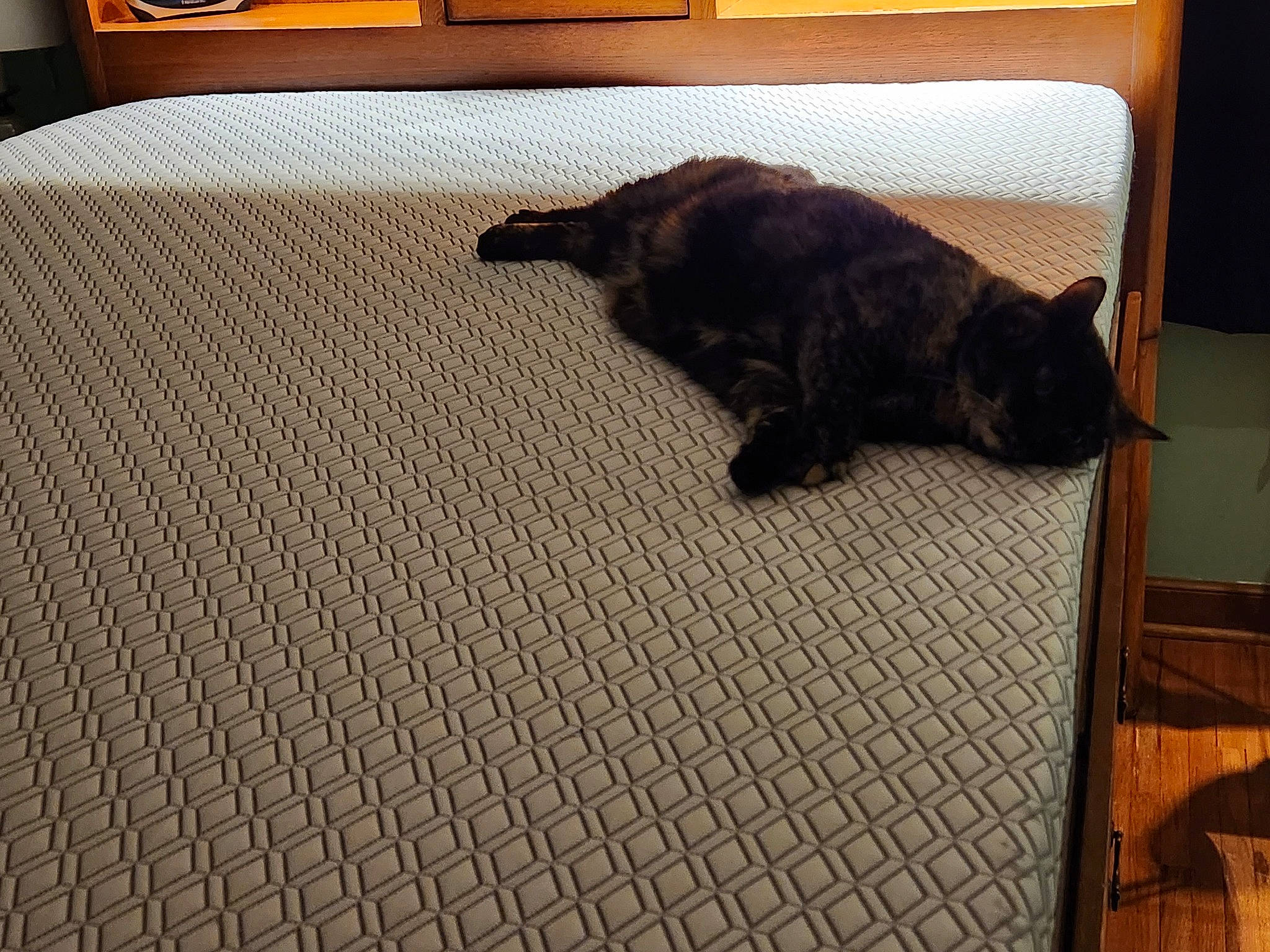 Midnight is registered to the contest to win money with this photo: brown, carnivore, carpet, comfort, companion_dog, dog, dog_breed, felidae, floor, flooring, fur, hardwood, laminate_flooring, liver, room, tail, tints_and_shades, wood, wood_flooring, working_animal