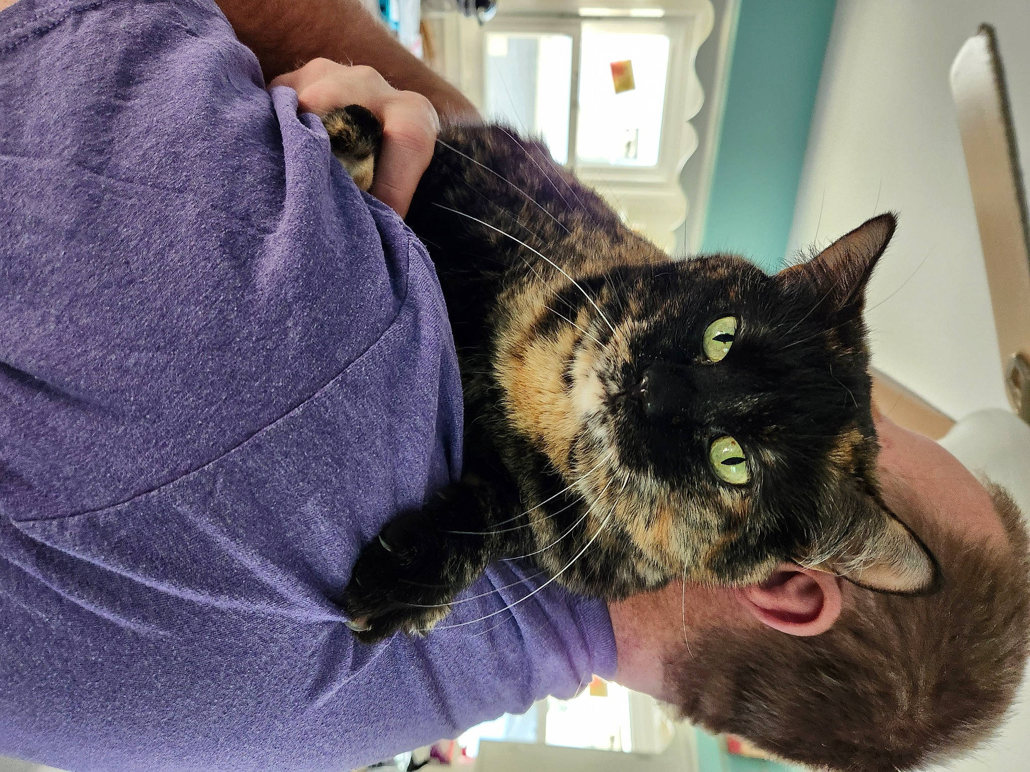 Midnight joined the competition — help win amazing prizes! black_cat, carnivore, cat, claw, comfort, domestic_short_haired_cat, ear, eye, fashion_accessory, felidae, fur, gesture, grass, hand, plant, sitting, small_to_medium_sized_cats, snout, whiskers