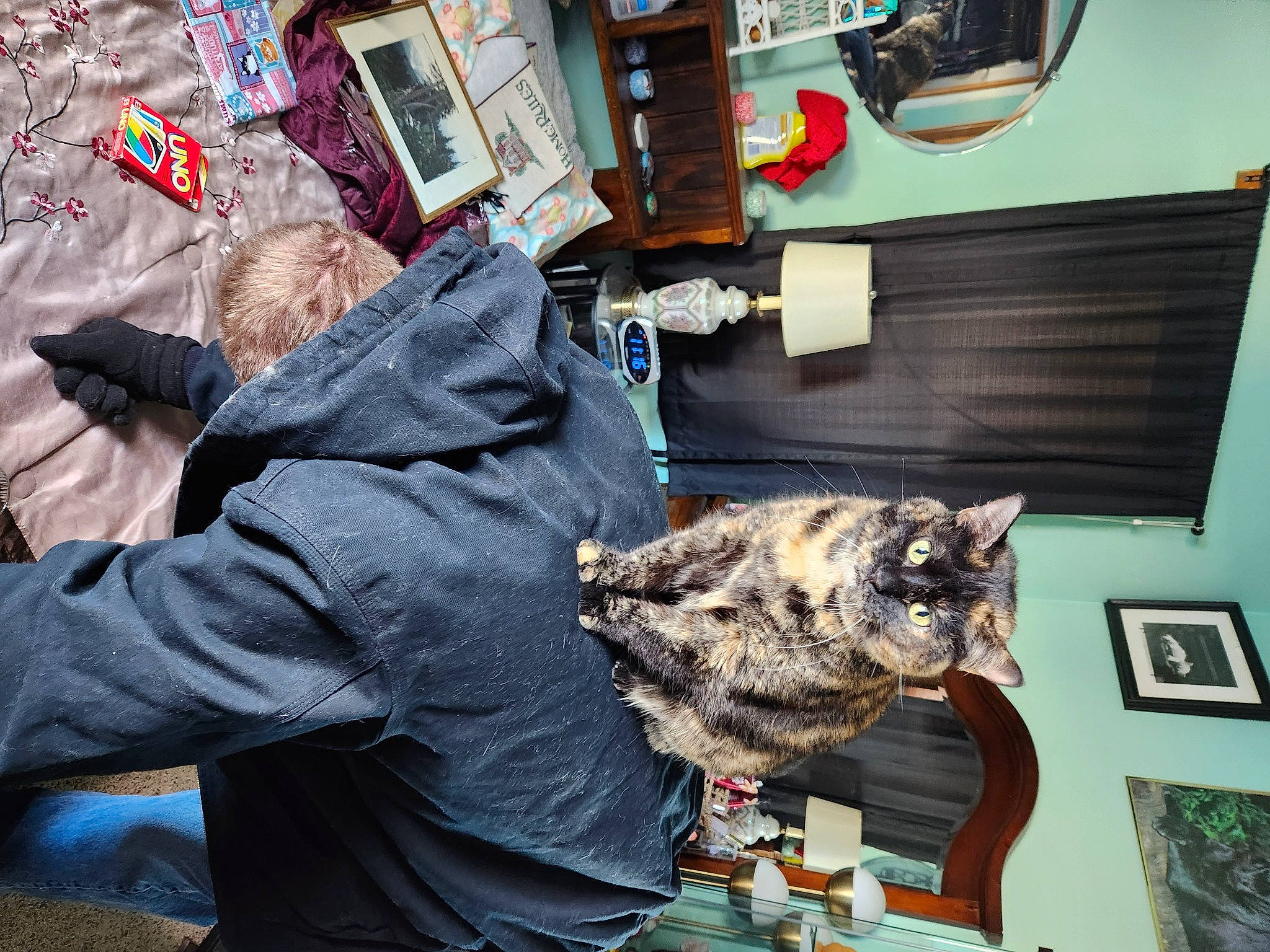 Midnight joined the competition — help win amazing prizes! cat, denim, domestic_short_haired_cat, felidae, fur, picture_frame, room, small_to_medium_sized_cats, tail, tree, visual_arts, whiskers