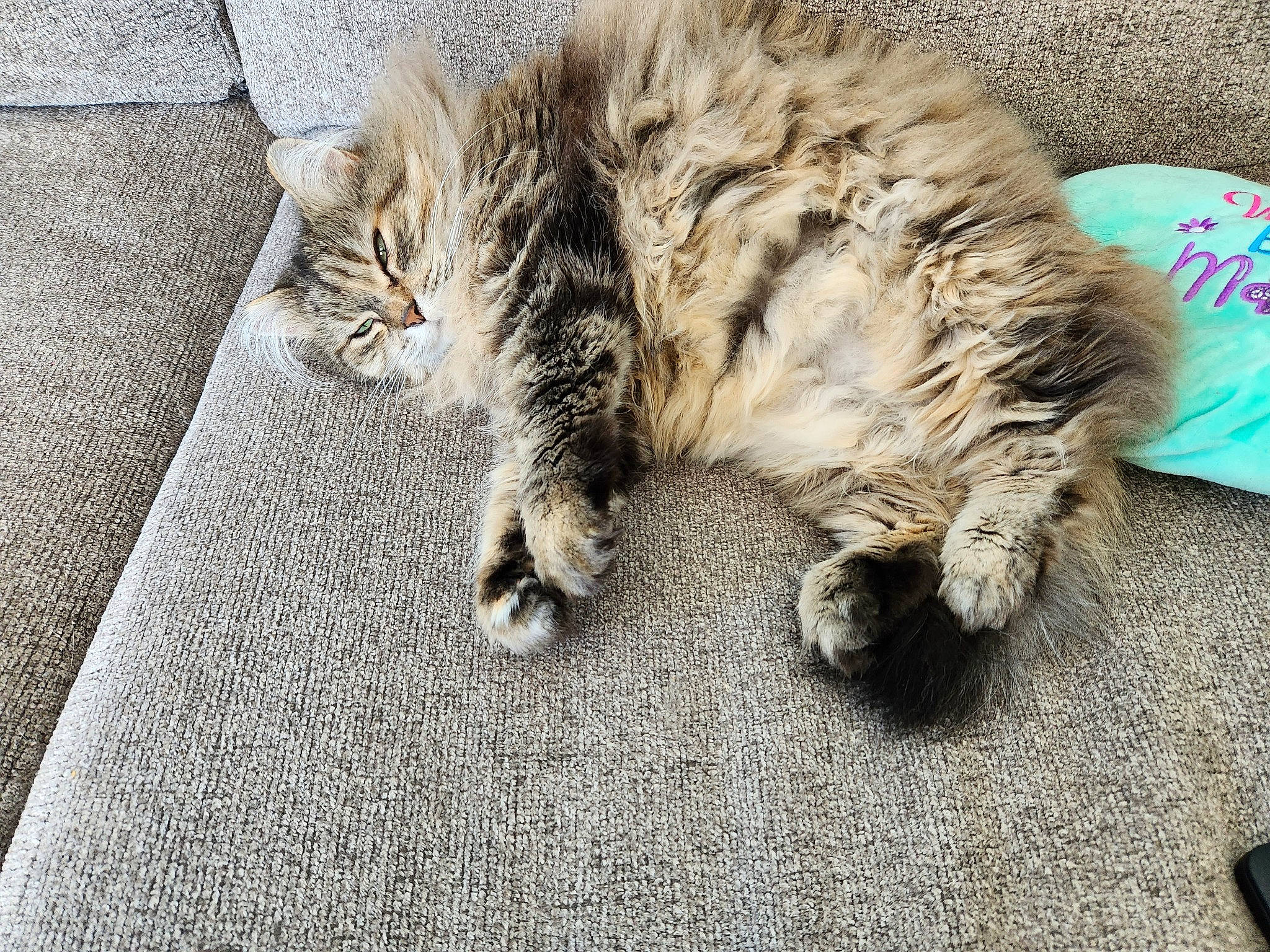 Kelly joined the competition — help win amazing prizes! asphalt, carnivore, cat, claw, comfort, domestic_short_haired_cat, felidae, flooring, fur, grey, nap, paw, road_surface, sleep, small_to_medium_sized_cats, snout, tail, terrestrial_animal, whiskers, wood