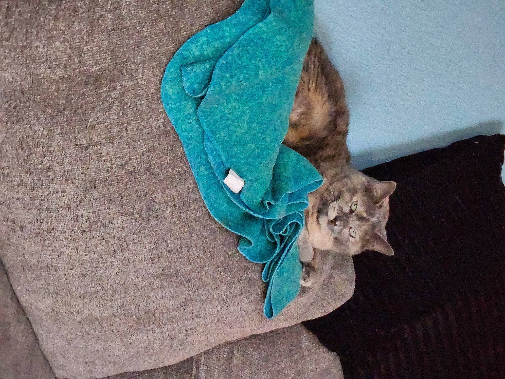 Ojon And Rachel joined the competition — help win amazing prizes! bag, carnivore, cat, collar, denim, electric_blue, fashion_accessory, fawn, felidae, fur, grey, headgear, jacket, linens, luggage_and_bags, sleeve, small_to_medium_sized_cats, t_shirt, whiskers, window