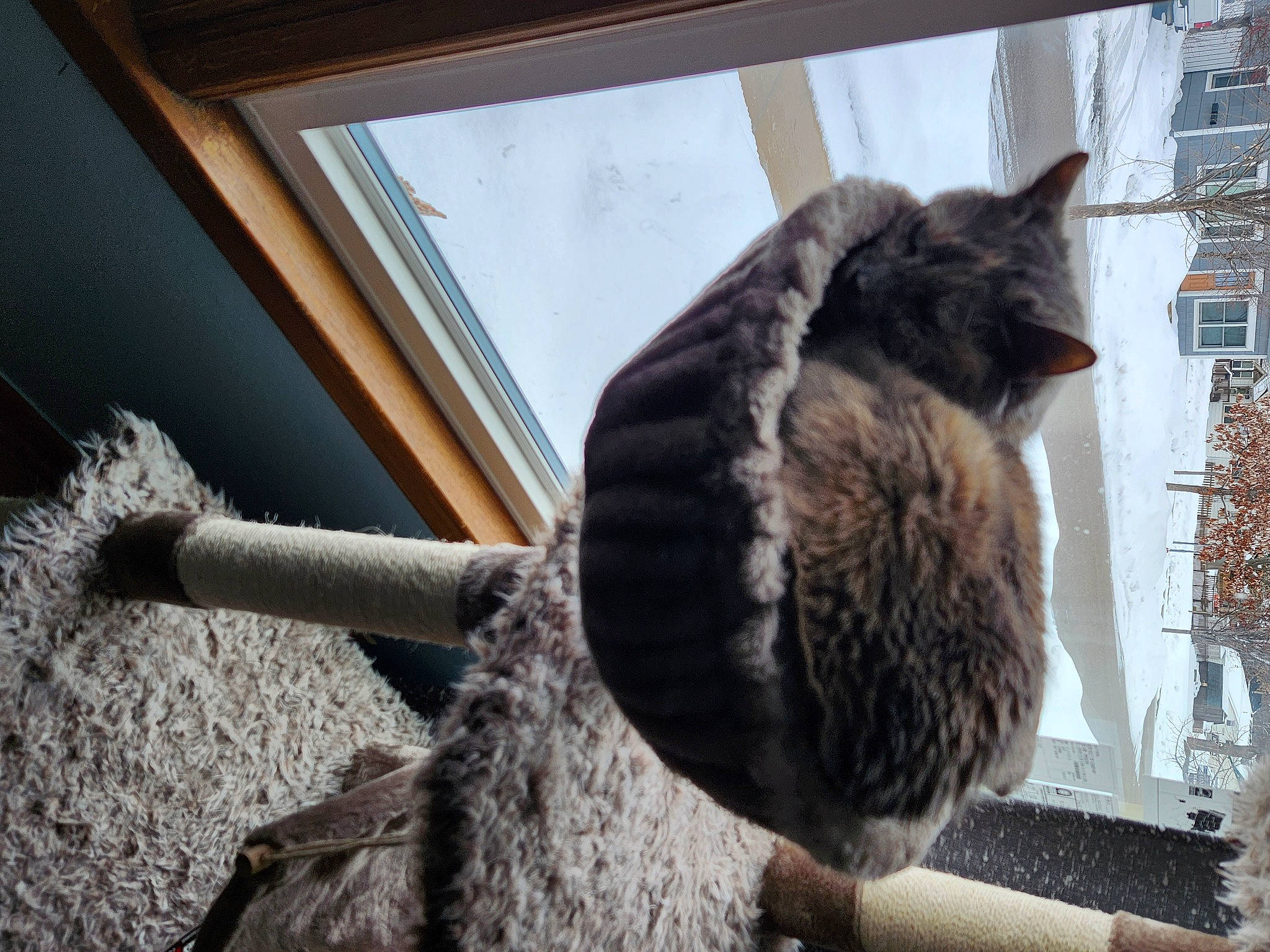 Ojon And Rachel is registered to the contest to win money with this photo: art, carnivore, cat, claw, felidae, fur, grey, natural_material, plant, small_to_medium_sized_cats, snout, tail, terrestrial_animal, tree, twig, whiskers, window, winter, wood