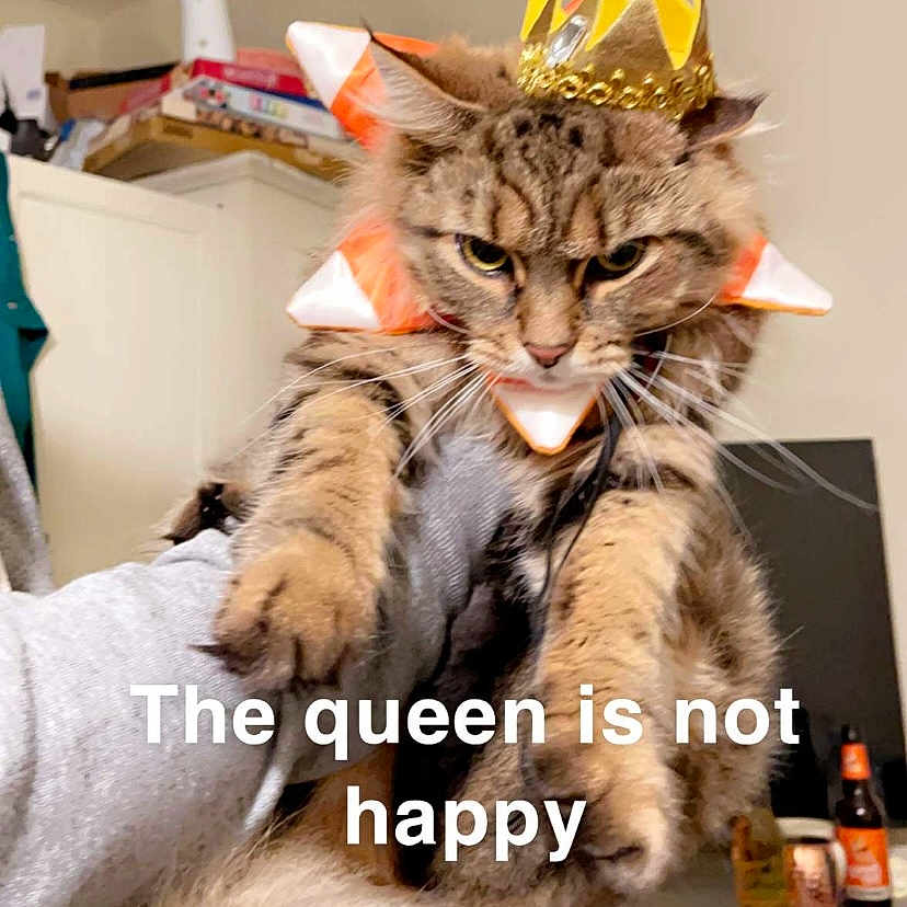 Brownie joined the competition — help win amazing prizes! abyssinian, accessories, advertisement, angora, animal, cat, clothing, costume, crown, doctor, egyptiancat, face, hat, jewelry, kitten, manx, person, pet, snout, veterinarian
