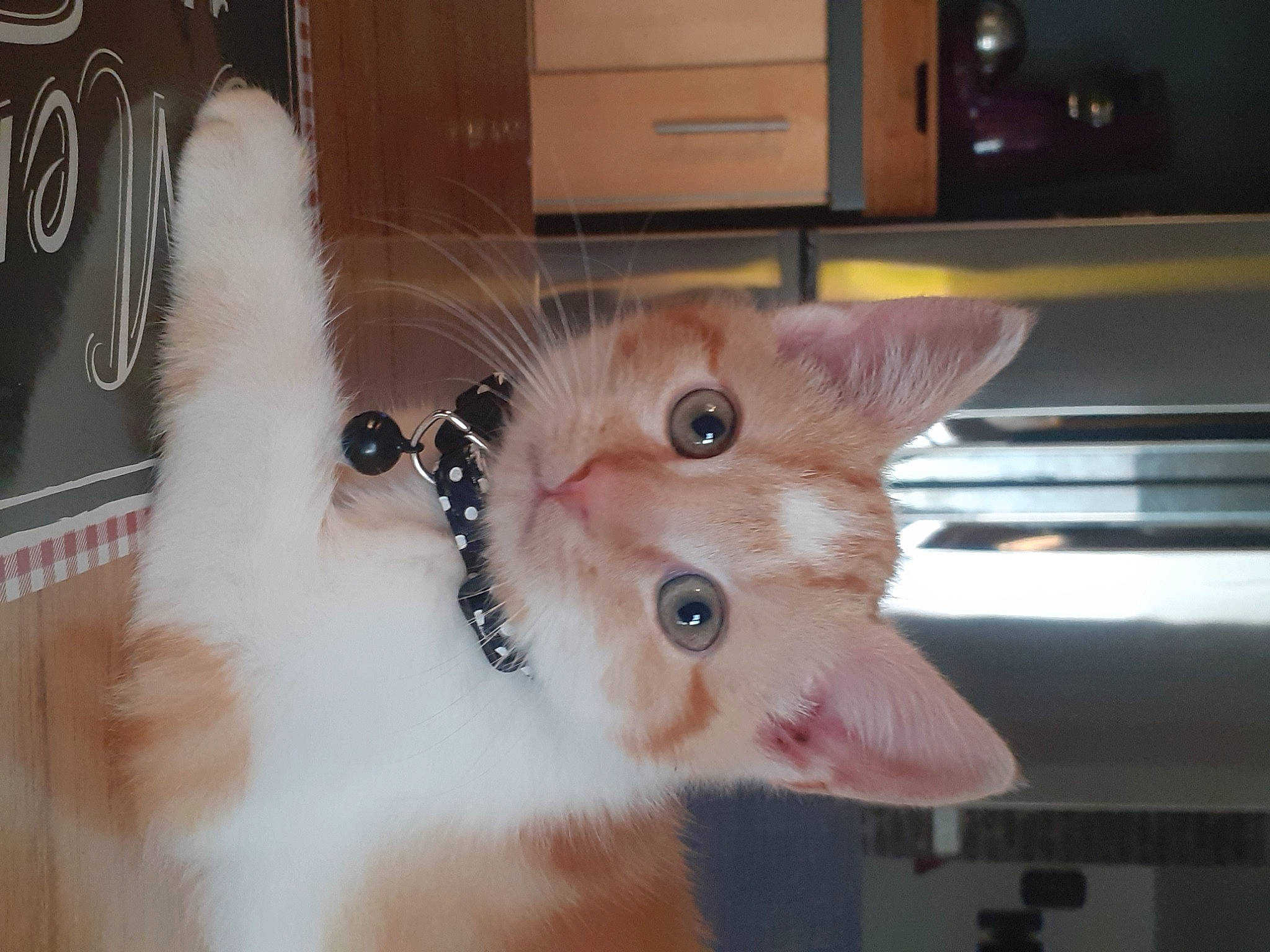 Caramel a rejoint le concours — aidez-le/la à gagner de superbes lots ! cabinetry, carnivore, cat, felidae, fur, iris, kitten, paw, peach, pet_supply, small_to_medium_sized_cats, snout, vertebrate, whiskers