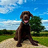 animal, blue_sky, canine, chocolate_labrador, clouds, collar, dog, farm, field, grass, happy, hay_bale, nature, outdoor, pet, playful, puppy, summer, tongue, tree