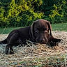 animal, bale, blue_sky, chocolate_labrador, cute, dog, ears, fur, grass, greenery, hay, lying_down, mammal, nature, nose, outdoor, pet, puppy, sunlight, young