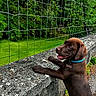 Boomer a rejoint le concours — aidez-le/la à gagner de superbes lots ! dog, puppy, chocolate_lab, collar, stone_wall, wire_fence, green_pond, trees, nature, outdoor, curious, grass, moss, playful, pet, canine, animal, young_dog, daylight, landscape