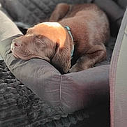 Boomer a rejoint le concours — aidez-le/la à gagner de superbes lots ! puppy, dog, sleeping, car_interior, pet_bed, brown_fur, sunlight, relaxed, cute, animal, domestic_animal, young_dog, collar, seat_cover, cozy, resting, indoor, transportation, vehicle_seat, comfort