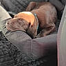 animal, brown_fur, car_interior, collar, comfort, cozy, cute, dog, domestic_animal, indoor, pet_bed, puppy, relaxed, resting, seat_cover, sleeping, sunlight, transportation, vehicle_seat, young_dog