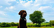 Boomer a rejoint le concours — aidez-le/la à gagner de superbes lots ! dog, chocolate_labrador, hay_bale, field, grass, tree, blue_sky, clouds, outdoor, nature, pet, animal, collar, rural, farm, summer, sunny, landscape, canine, sitting