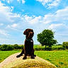 animal, blue_sky, canine, chocolate_labrador, clouds, collar, dog, farm, field, grass, hay_bale, landscape, nature, outdoor, pet, rural, sitting, summer, sunny, tree
