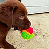 animal, canine, chocolate_brown, close_up, concrete, cute, dog, floor, focused, fur, mouth, outdoor, pet, playful, puppy, side_view, snout, tennis_ball, toy, young