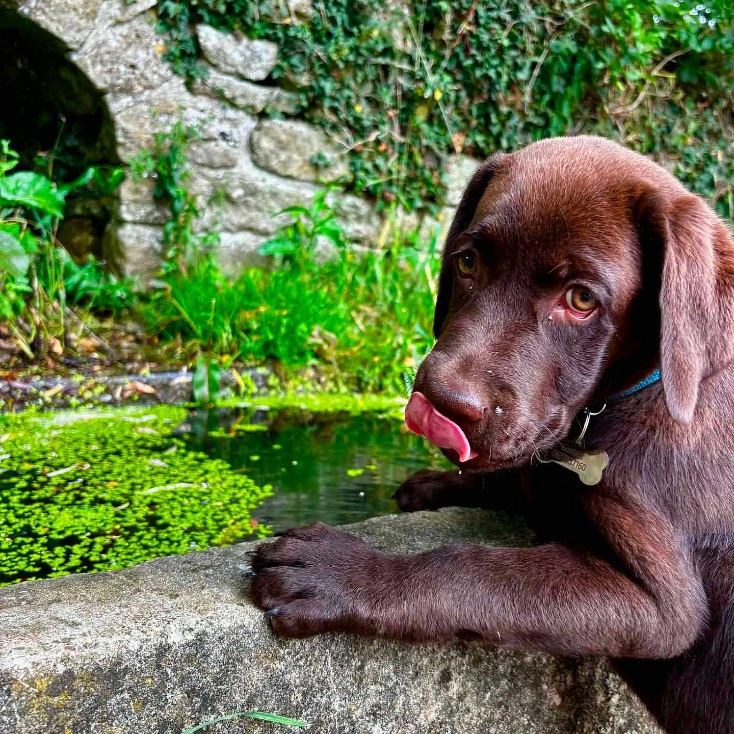 Boomer a rejoint le concours — aidez-le/la à gagner de superbes lots ! dog, puppy, chocolate_labrador, stone_wall, ivy, pond, duckweed, greenery, nature, outdoor, playful, curious, animal, pet, tongue_out, young_dog, water, grass, leafy, closeup