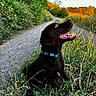 Boomer participe au concours pour gagner de l'argent avec cette photo : dog, puppy, chocolate_labrador, blue_collar, grass, wildflowers, gravel_path, sunset, outdoor, nature, greenery, happy, attentive, canine, pet, animal, field, summer, sunlight, daytime