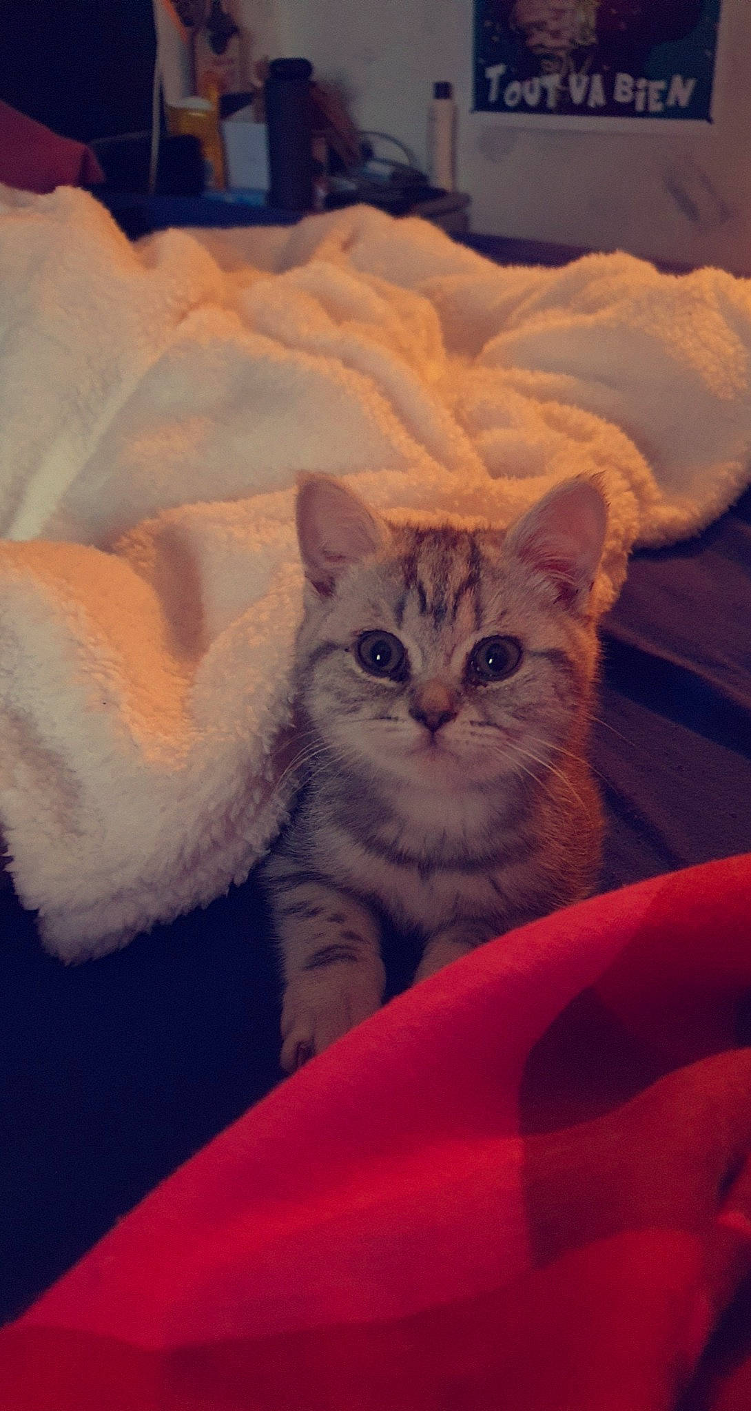 Pal participe au concours pour gagner de l'argent avec cette photo : carnivore, cat, cloud, comfort, domestic_short_haired_cat, fawn, felidae, fur, linens, mammal, paw, room, sitting, sky, small_to_medium_sized_cats, tail, textile, vertebrate, whiskers, window