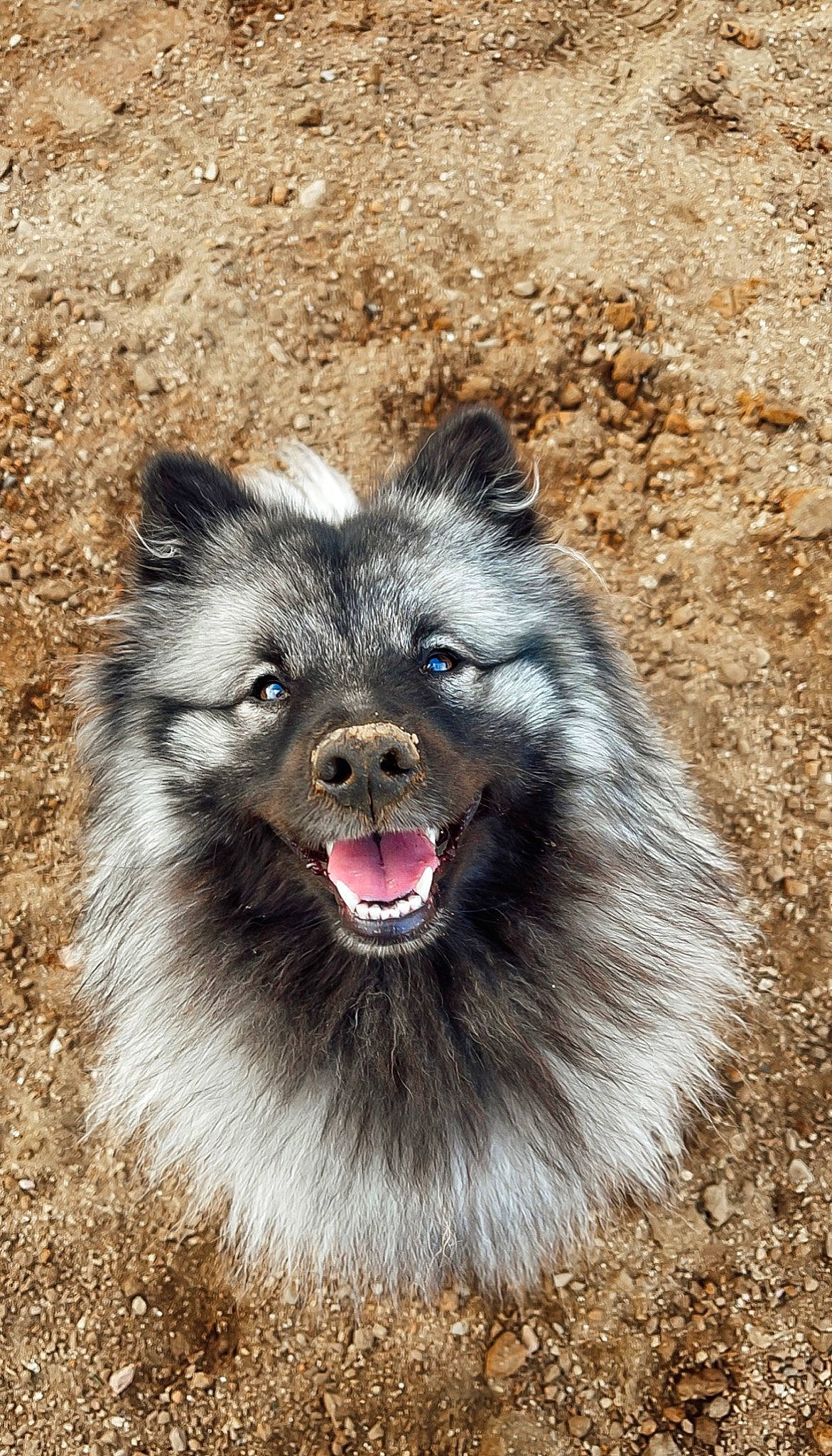 Inka a rejoint le concours — aidez-le/la à gagner de superbes lots ! ancient_dog_breeds, canidae, carnivore, companion_dog, dog, dog_breed, eye, fur, iris, jaw, keeshond, non_sporting_group, snout, soil, sporting_group, terrestrial_animal, whiskers, wildlife, working_animal, working_dog