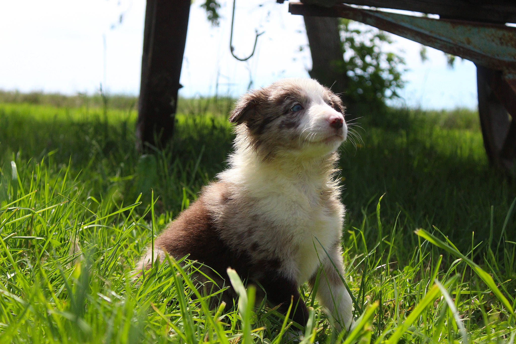 Sibelle a rejoint le concours — aidez-le/la à gagner de superbes lots ! canidae, carnivore, companion_dog, dog, dog_breed, eye, fawn, felidae, fur, grass, grassland, liver, plant, sky, snout, sporting_group, tail, terrestrial_animal, toy_dog, whiskers