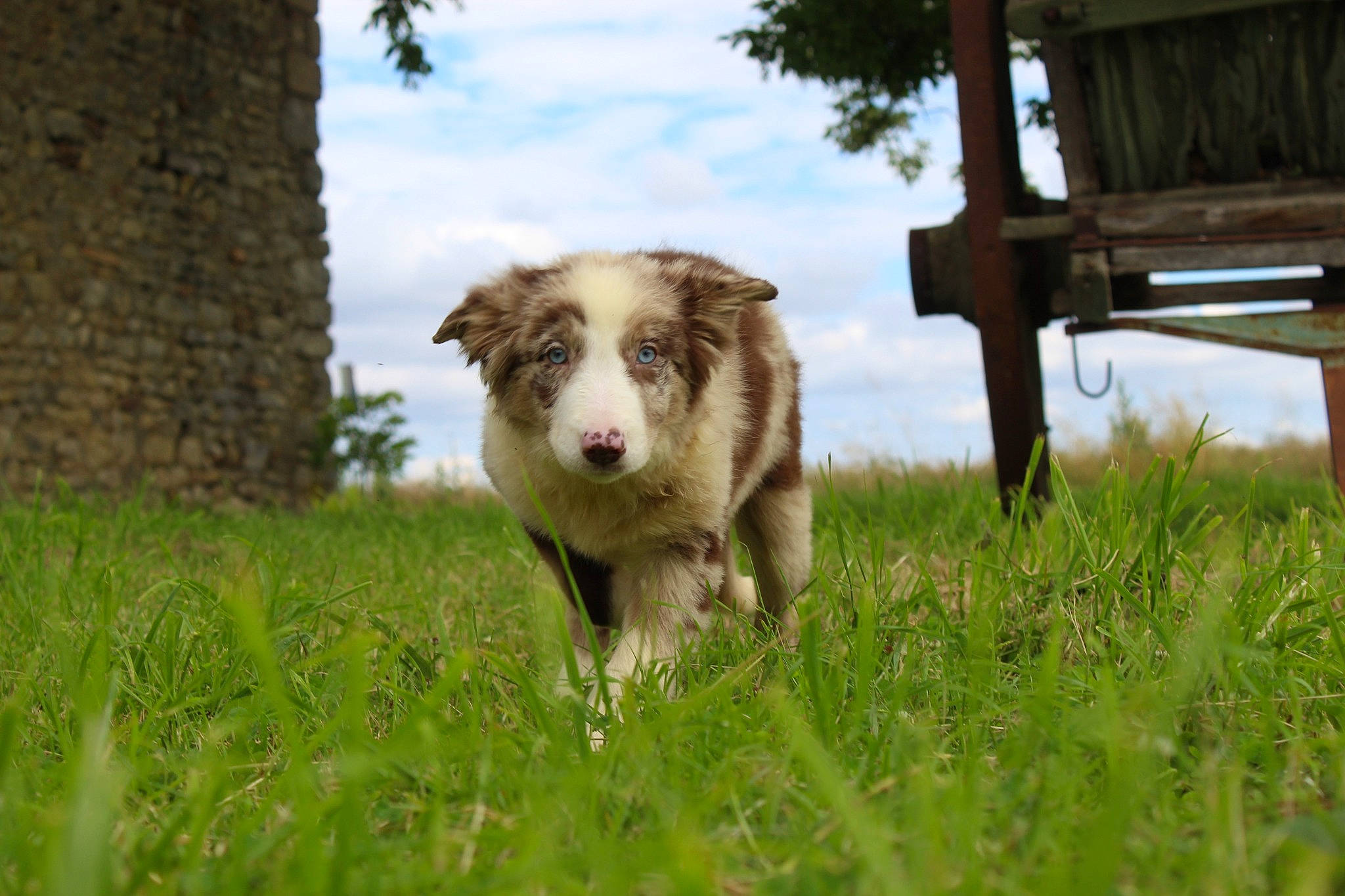 Sibelle participe au concours pour gagner de l'argent avec cette photo : australian_shepherd, border_collie, canidae, carnivore, cloud, companion_dog, dog, dog_breed, field, grass, grassland, gun_dog, herding_dog, liver, meadow, pasture, plant, prairie, sky, tree