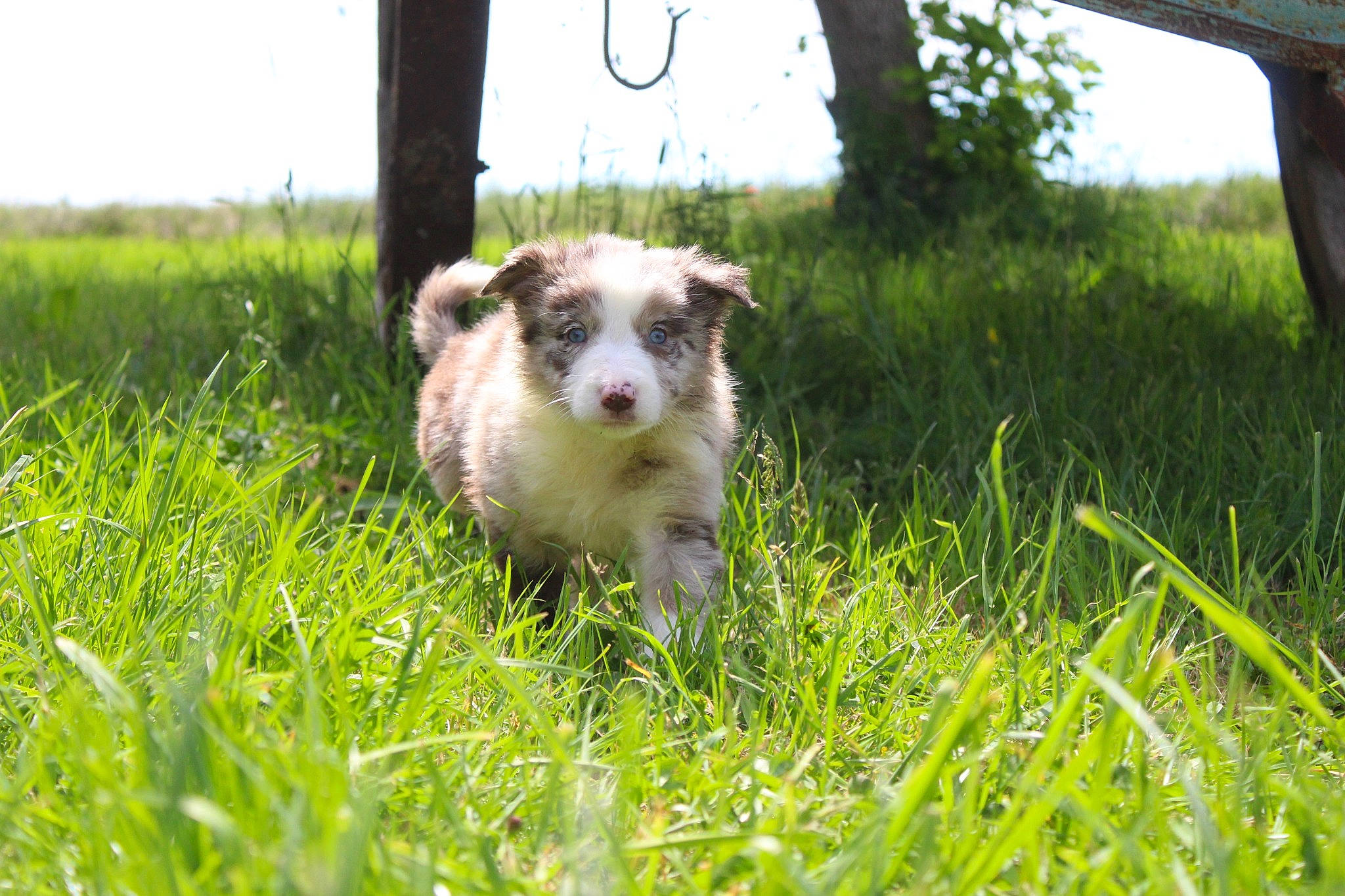 Sibelle participe au concours pour gagner de l'argent avec cette photo : carnivore, companion_dog, dog, dog_breed, fawn, field, grass, grassland, meadow, pasture, plant, prairie, sky, snout, sporting_group, terrestrial_animal, terrier, toy_dog, tree, whiskers
