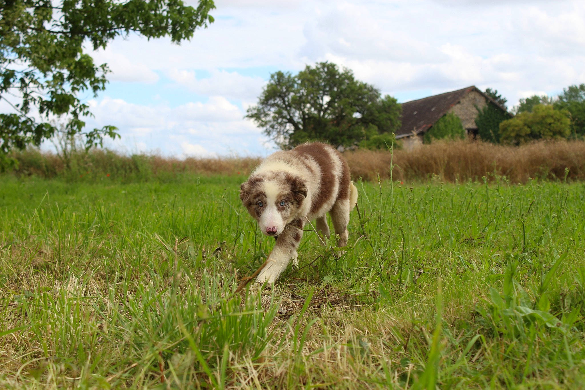 Sibelle participe au concours pour gagner de l'argent avec cette photo : canidae, carnivore, cloud, companion_dog, dog, dog_breed, fawn, grass, grassland, landscape, natural_landscape, pasture, plant, prairie, sky, sporting_group, terrestrial_animal, tree, wildlife, working_animal