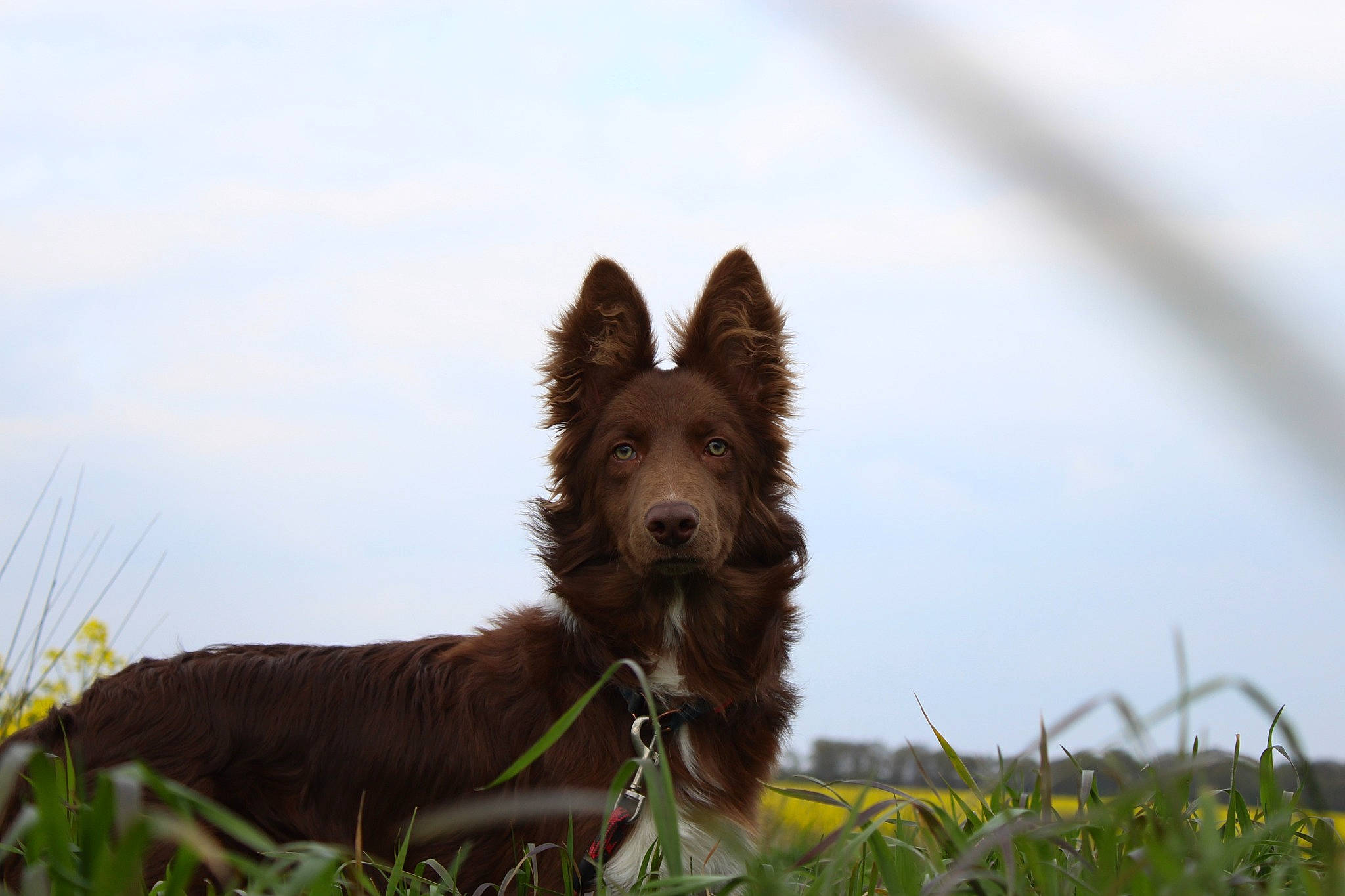 River participe au concours pour gagner de l'argent avec cette photo : backlighting, canidae, carnivore, cloud, companion_dog, dog, dog_breed, fawn, field, grass, grassland, herding_dog, liver, livestock, pasture, plant, sky, sporting_group, working_animal, working_dog