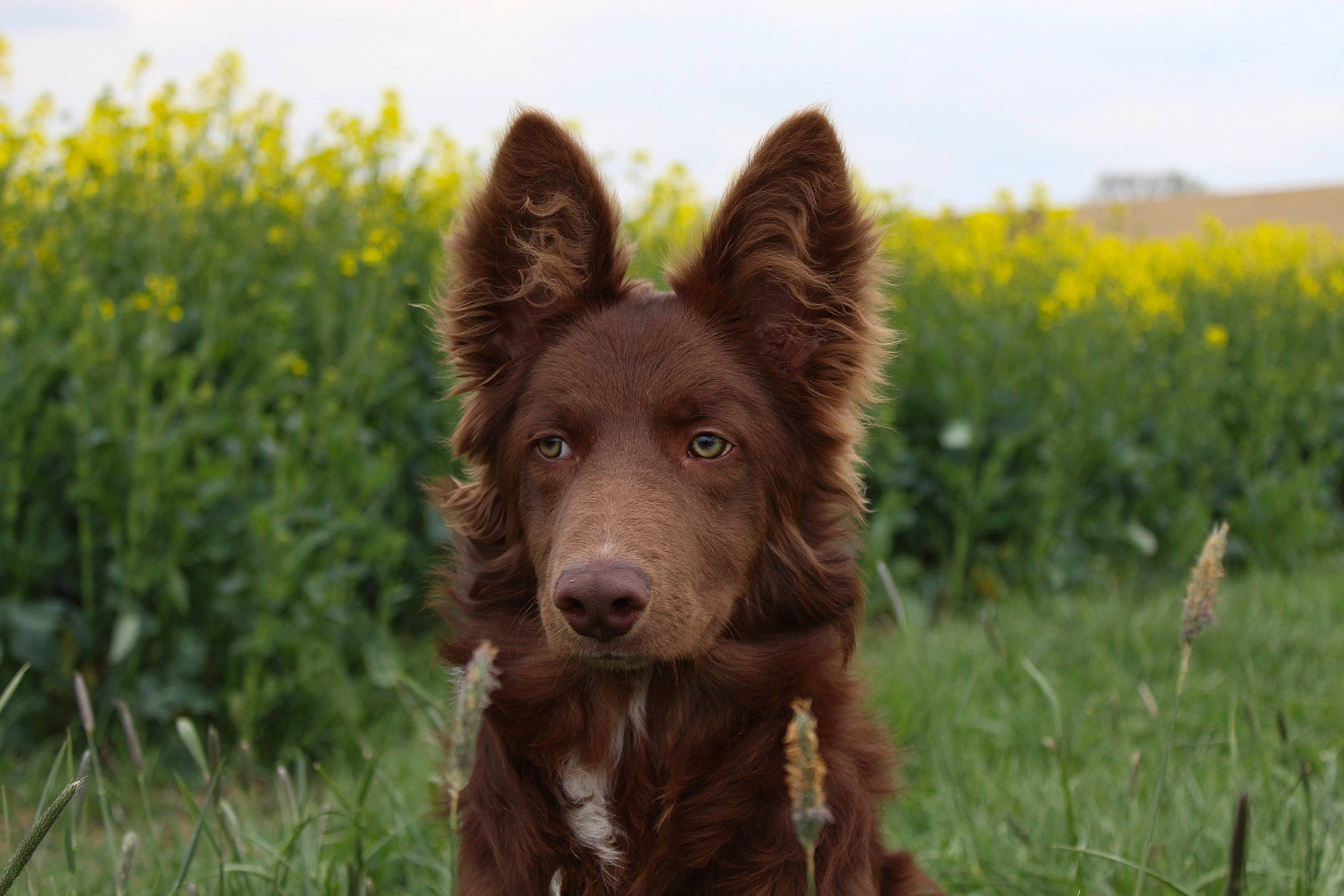 River participe au concours pour gagner de l'argent avec cette photo : canidae, carnivore, cloud, companion_dog, dog, dog_breed, fawn, grass, grassland, happy, herding_dog, liver, natural_landscape, pasture, plant, sky, snout, sporting_group, terrestrial_animal, working_animal