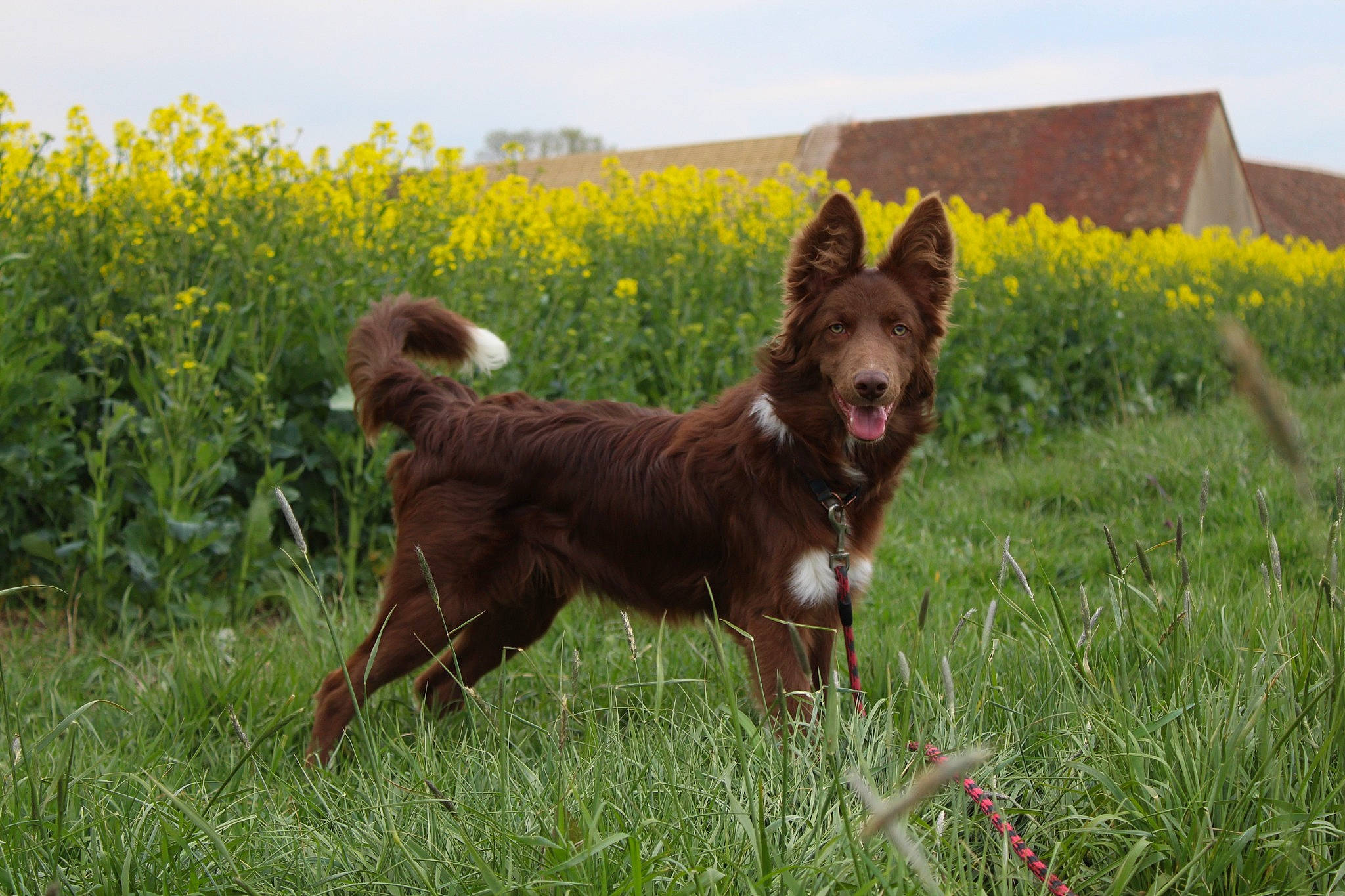 River a rejoint le concours — aidez-le/la à gagner de superbes lots ! building, carnivore, companion_dog, dog, dog_breed, fawn, field, flower, grass, grassland, liver, pasture, plant, prairie, sky, sporting_group, tail, terrestrial_animal, vertebrate, working_animal