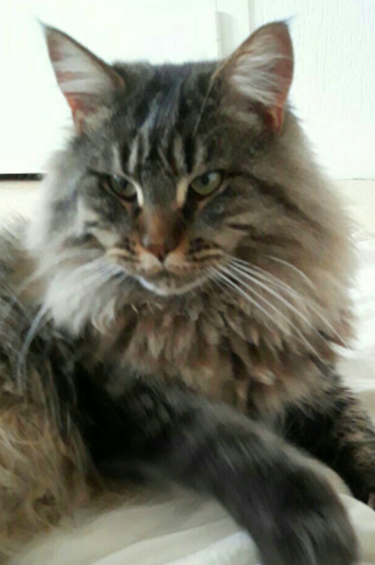 Lotso a rejoint le concours — aidez-le/la à gagner de superbes lots ! carnivore, cat, claw, domestic_short_haired_cat, felidae, fur, maine_coon, paw, siberian, small_to_medium_sized_cats, snout, terrestrial_animal, whiskers