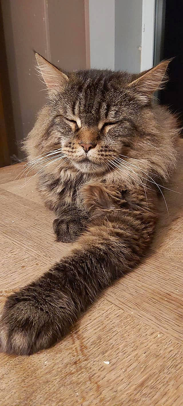 Lotso participe au concours pour gagner de l'argent avec cette photo : carnivore, cat, claw, comfort, domestic_short_haired_cat, felidae, fur, paw, siberian, small_to_medium_sized_cats, snout, tail, terrestrial_animal, tree, whiskers