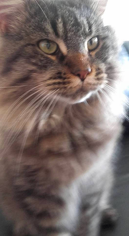 Lotso participe au concours pour gagner de l'argent avec cette photo : carnivore, cat, close_up, domestic_short_haired_cat, eye, felidae, fur, hair, monochrome_photography, small_to_medium_sized_cats, snout, terrestrial_animal, whiskers, wildlife, window