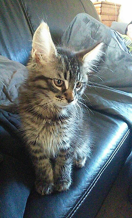 Lotso a rejoint le concours — aidez-le/la à gagner de superbes lots ! box, carnivore, cat, claw, comfort, couch, domestic_short_haired_cat, eye, felidae, fur, iris, paw, sitting, small_to_medium_sized_cats, snout, tail, whiskers