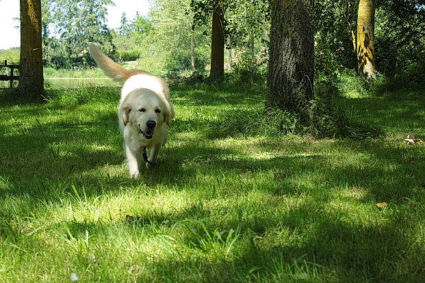 Opale a rejoint le concours — aidez-le/la à gagner de superbes lots ! canidae, carnivore, companion_dog, dog, dog_breed, fawn, forest, grass, groundcover, livestock_guardian_dog, plant, retriever, sky, sporting_group, tail, temperate_broadleaf_and_mixed_forest, tree, trunk, woodland, working_animal
