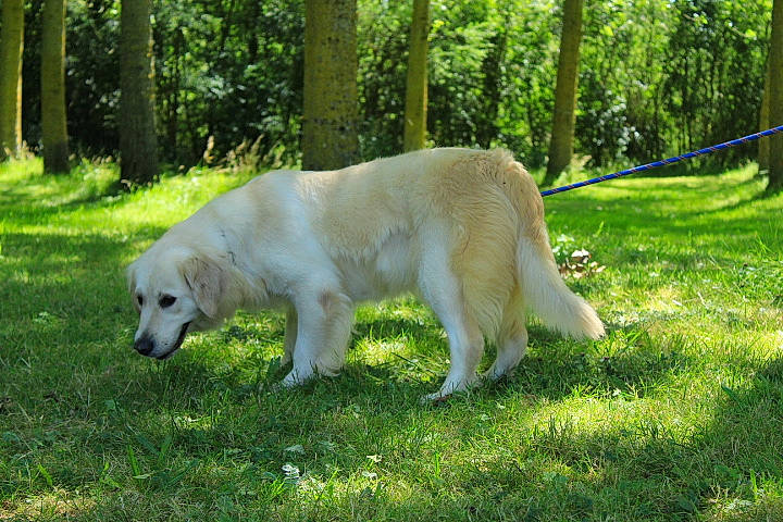 Opale a rejoint le concours — aidez-le/la à gagner de superbes lots ! canidae, carnivore, companion_dog, dog, dog_breed, fawn, forest, grass, kuvasz, livestock_guardian_dog, maremma_sheepdog, plant, polish_tatra_sheepdog, slovak_cuvac, sporting_group, tail, terrestrial_animal, tree, working_animal, working_dog