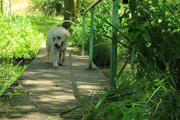 Opale a rejoint le concours — aidez-le/la à gagner de superbes lots ! canidae, carnivore, companion_dog, dog, dog_breed, fawn, forest, grass, jungle, nature_reserve, plant, plant_community, shade, shrub, sporting_group, tail, tree, wildlife, woodland, working_animal