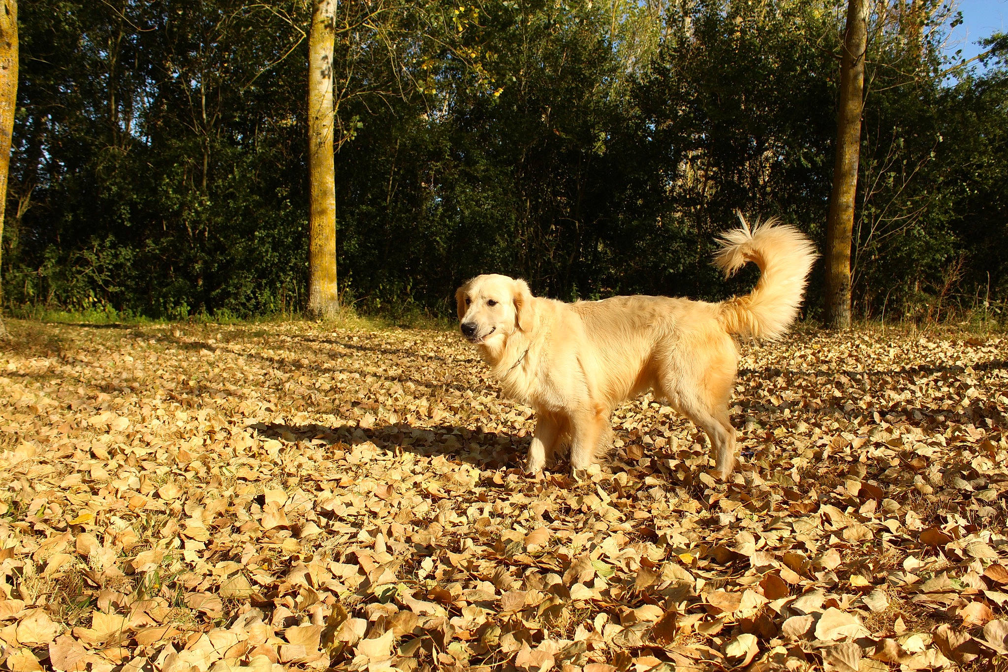 Obiwan participe au concours pour gagner de l'argent avec cette photo : canidae, carnivore, companion_dog, dog, dog_breed, fawn, forest, grass, great_pyrenees, labrador_retriever, livestock_guardian_dog, maremma_sheepdog, polish_tatra_sheepdog, retriever, soil, sporting_group, tail, tree, woodland, working_animal