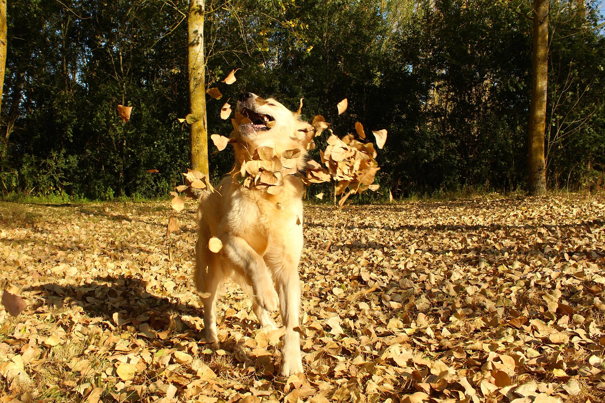 Obiwan a rejoint le concours — aidez-le/la à gagner de superbes lots ! branch, carnivore, companion_dog, deer, dog, dog_breed, fawn, forest, grass, landscape, people_in_nature, plant, soil, tail, terrestrial_animal, tree, trunk, wood, woodland, working_animal