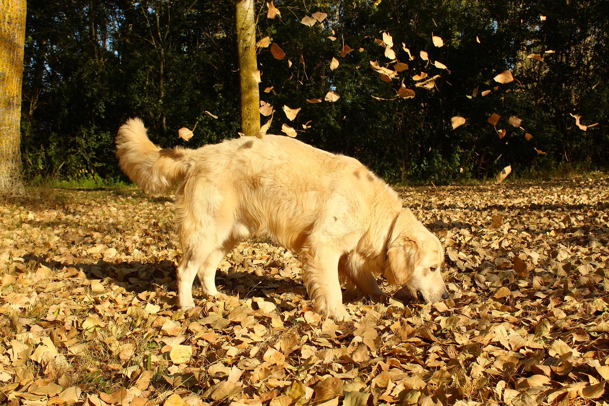 Obiwan a rejoint le concours — aidez-le/la à gagner de superbes lots ! carnivore, companion_dog, dog, dog_breed, fawn, fur, golden_retriever, grass, people_in_nature, plant, retriever, soil, street_dog, sunlight, tail, terrestrial_animal, tints_and_shades, tree, wood, working_animal