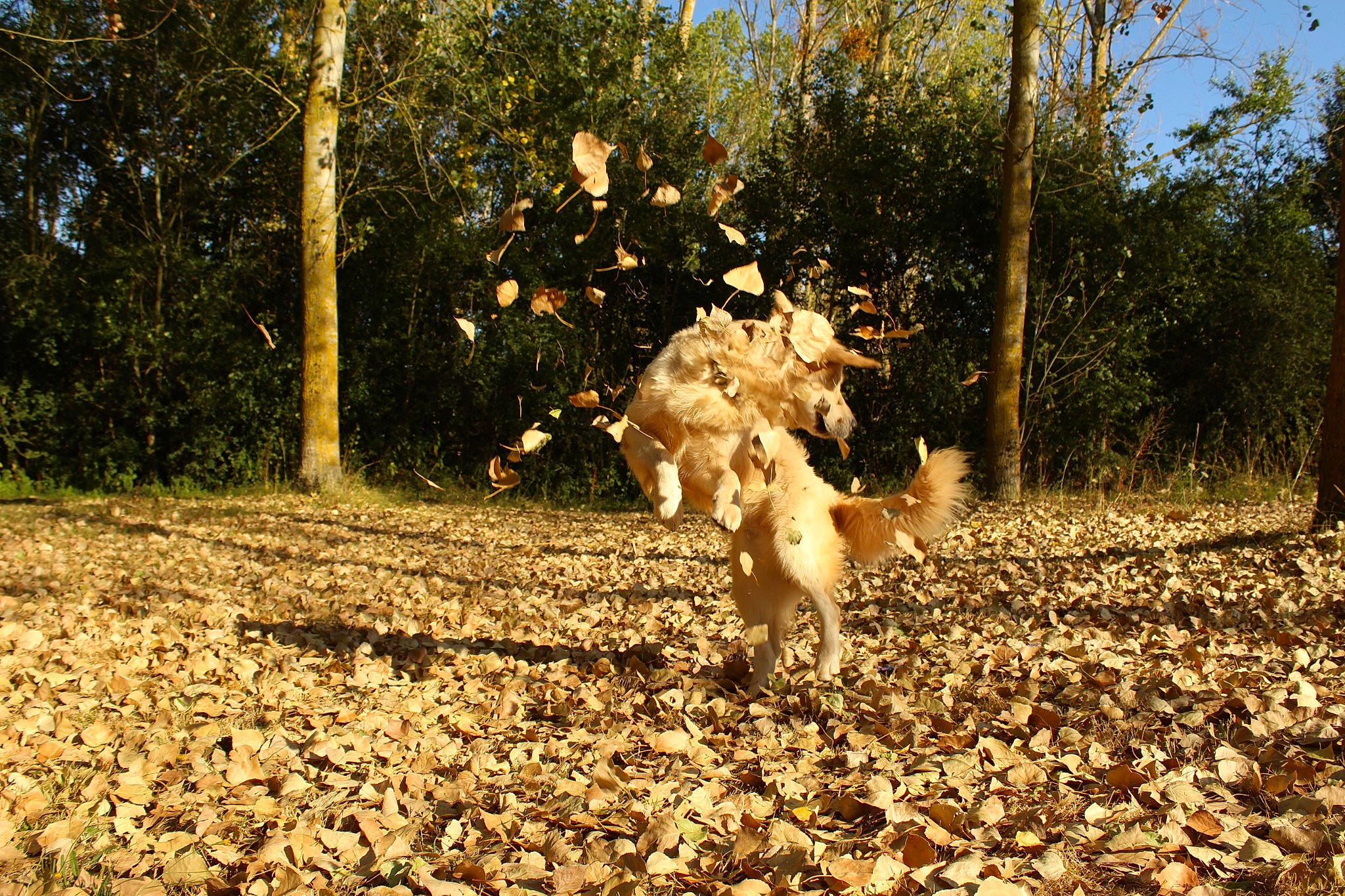Obiwan participe au concours pour gagner de l'argent avec cette photo : branch, deciduous, fawn, field, forest, grass, happy, landscape, natural_environment, natural_landscape, people_in_nature, plant, soil, tints_and_shades, tree, trunk, twig, vegetation, wood, woodland