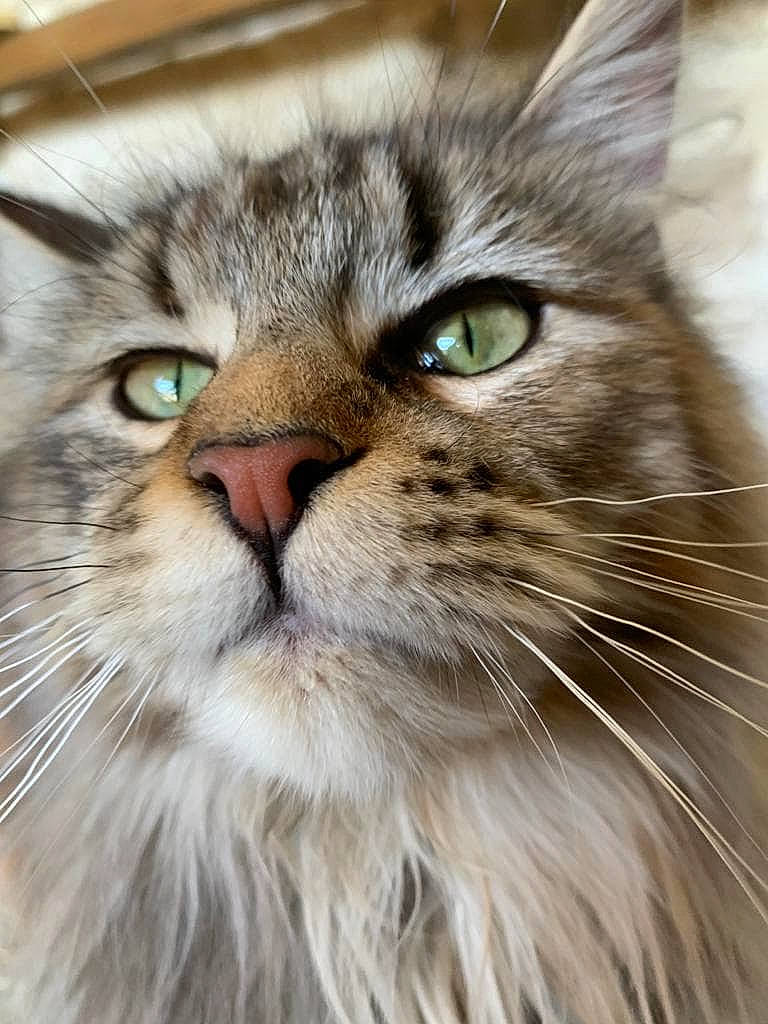Lilia participe au concours pour gagner de l'argent avec cette photo : carnivore, cat, close_up, eye, felidae, fur, grass, maine_coon, small_to_medium_sized_cats, snout, terrestrial_animal, whiskers