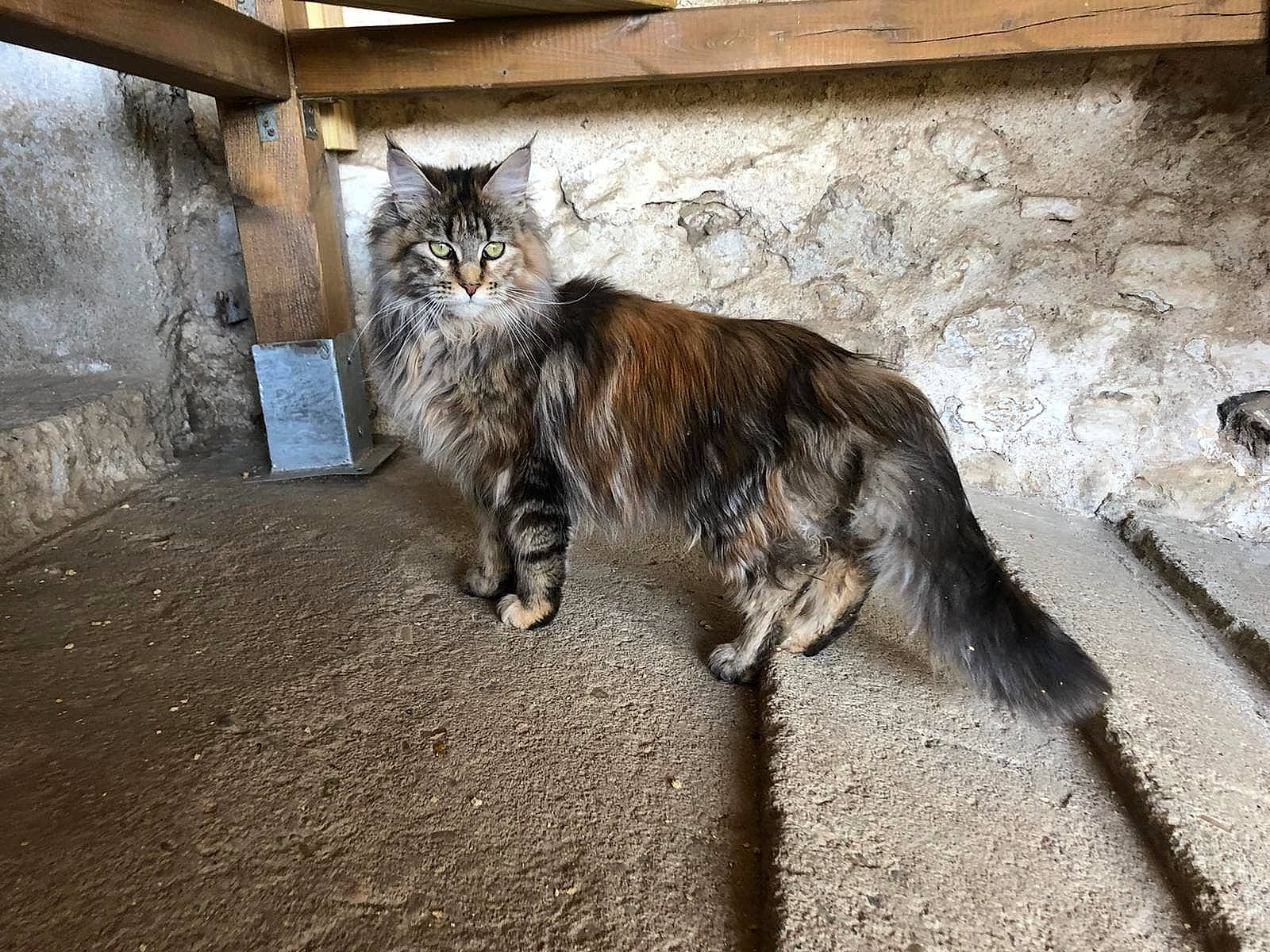 Lilia participe au concours pour gagner de l'argent avec cette photo : asphalt, carnivore, cat, claw, domestic_short_haired_cat, fawn, felidae, flooring, fur, grey, paw, plant, road_surface, small_to_medium_sized_cats, snout, street, tail, terrestrial_animal, whiskers, wood