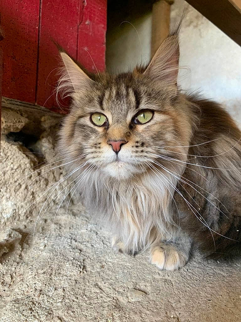 Lilia participe au concours pour gagner de l'argent avec cette photo : carnivore, cat, claw, domestic_short_haired_cat, fawn, felidae, fur, maine_coon, paw, small_to_medium_sized_cats, snout, soil, terrestrial_animal, whiskers, window, wood